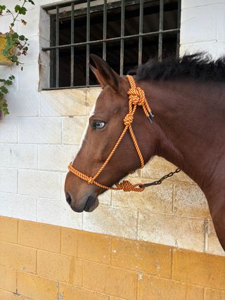 Cabezal de cuadra para caballos