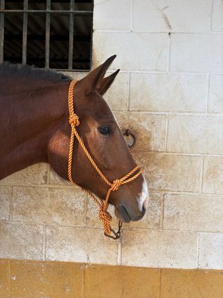 Cabezal de cuadra para caballos