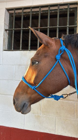 Cabezal de cuadra para caballos