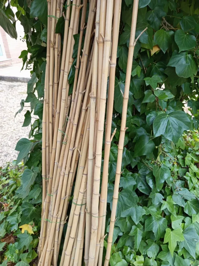 20 Cañas de Bambú Natural de 1,50 metros de altura