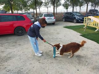 Servicio paseadora de perros