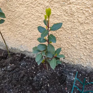 Planta de Laurel