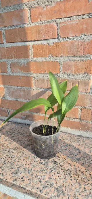Aspidistra in vaso, pianta da interno / esterno