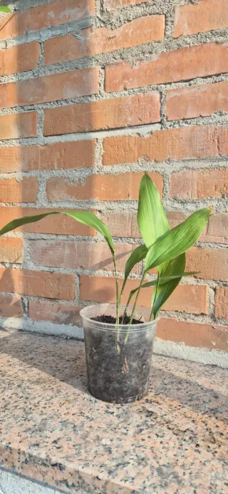Aspidistra in vaso, pianta da interno / esterno