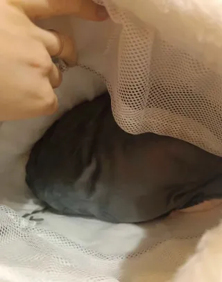 Zaino XL trasporto cani/gatti di piccola taglia