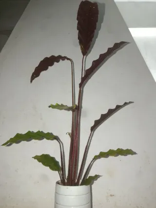 Planta de interior Calathea