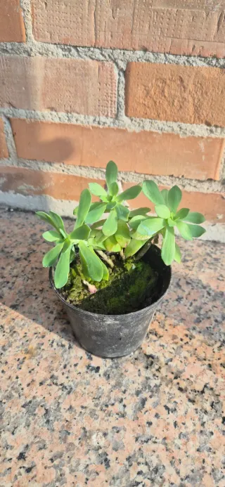 Pianta Sedum Palmeri grassa succulenta