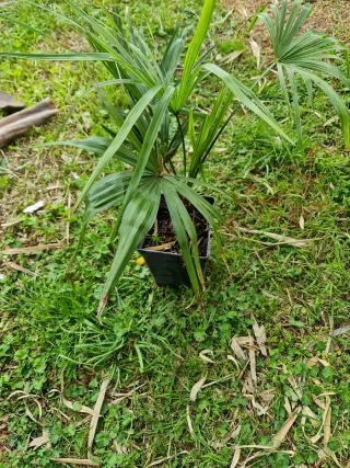 Palmera en maceta trachicarpus.