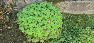 Oxalis con fiori rosa
