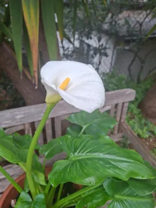 Lirio de agua - Calla Blanco en maceta