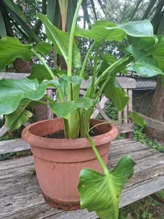 Lirio de agua - Calla Blanco en maceta