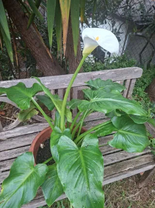 Lirio de agua - Calla Blanco en maceta