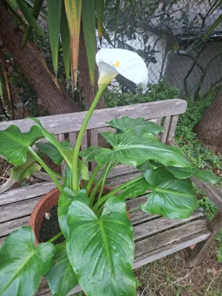 Lirio de agua - Calla Blanco en maceta
