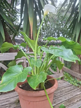 Lirio de agua - Calla Blanco en maceta