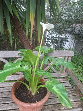 Lirio de agua - Calla Blanco en maceta