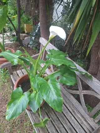 Lirio de agua - Calla Blanco en maceta