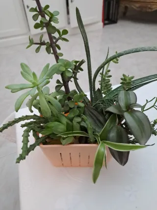 Portavaso con piantine miste