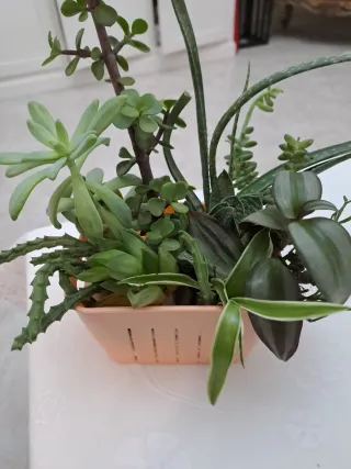 Portavaso con piantine miste