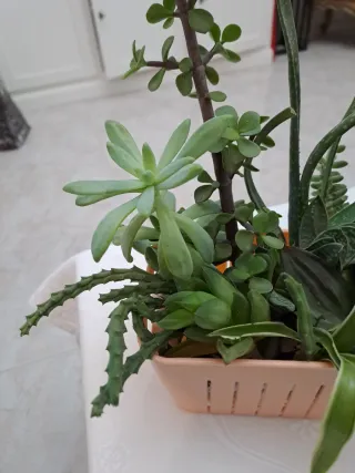 Portavaso con piantine miste