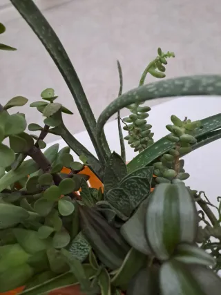 Portavaso con piantine miste