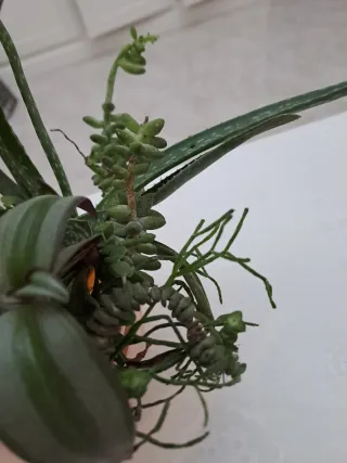 Portavaso con piantine miste