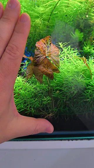 Planta de Acuario Tiger Lotus Red