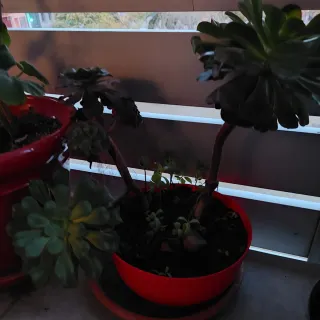 Maceta con planta y plato.