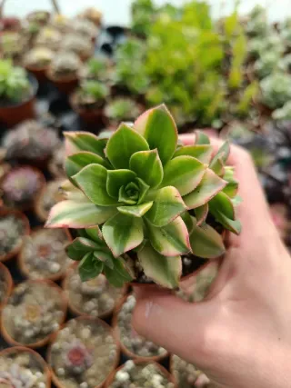 Aeonium kiwi variegata