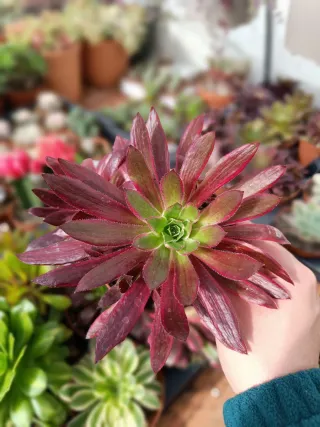 Aeonium firekraker variegata