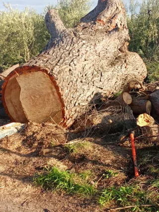Tronco de pino para tablas
