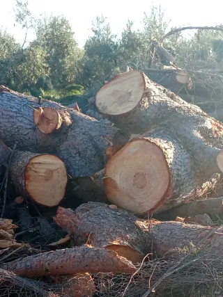 Tronco de pino para tablas