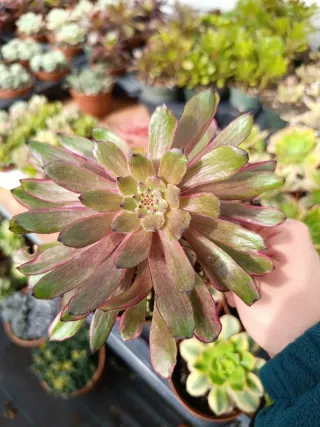 Suculentas purple cloud