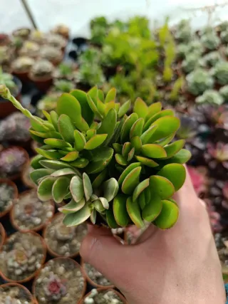 Suculentas crassula money marker