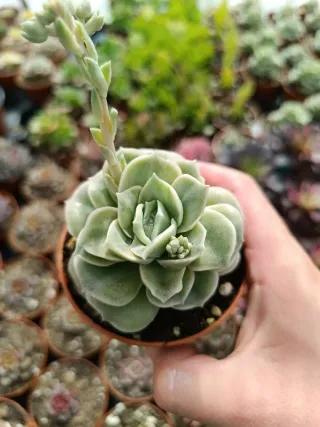 Suculentas graptoveria lovely rose