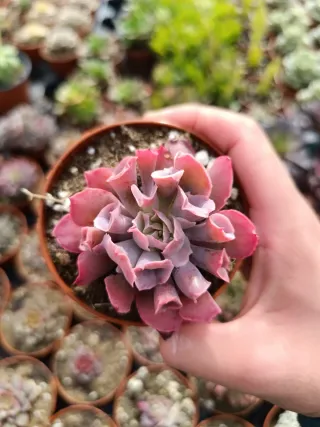 Suculentas Echeveria Pink trumpet