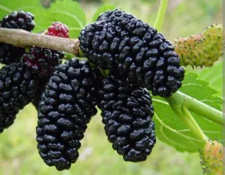 Olivos Centenarios, moreras, naranjos y limoneros