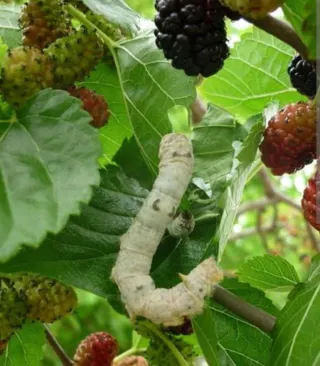 Olivos Centenarios, moreras, naranjos y limoneros