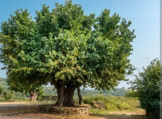 Olivos Centenarios, moreras, naranjos y limoneros
