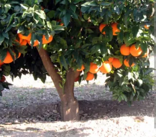 Olivos Centenarios, moreras, naranjos y limoneros
