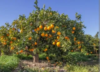 Olivos Centenarios, moreras, naranjos y limoneros