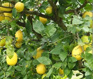 Olivos Centenarios, moreras, naranjos y limoneros