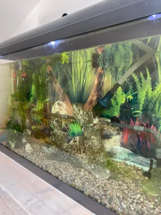 Pecera 100L con filtro y acesorios