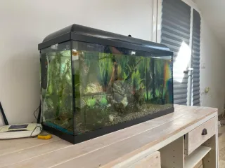 Pecera 100L con filtro y acesorios