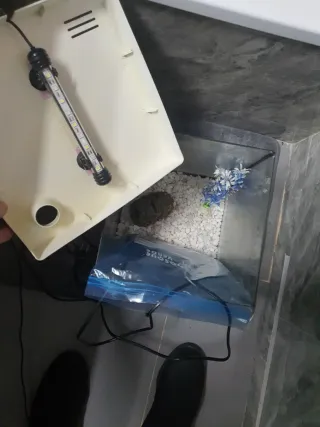 Acuario 30L con filtro, calentador, luz  decoracio