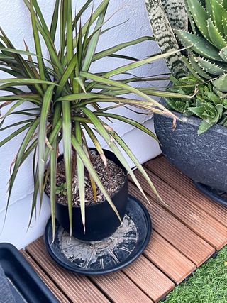 Baldosas de Abeto antideslizante