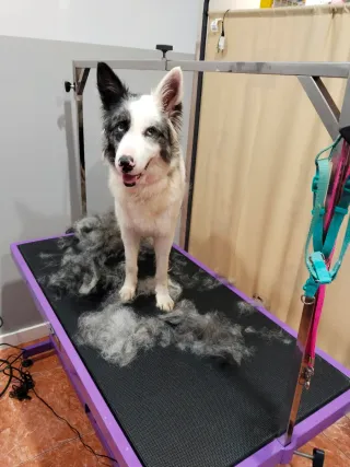 Peluquería canina en caceres