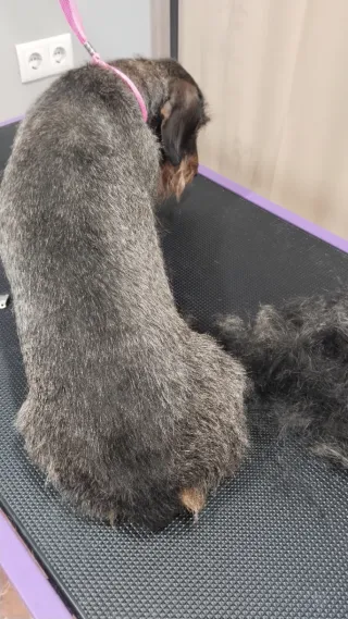 Peluquería canina en caceres