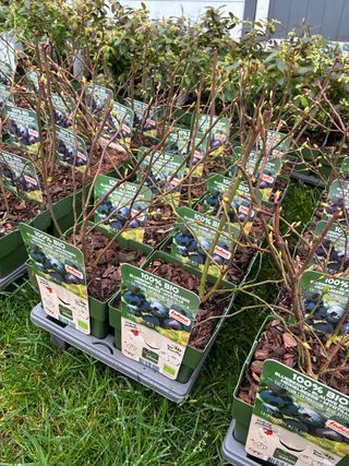 Arándano Blue Dessert ECO