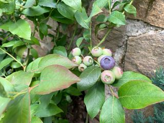 Arándano Blue Dessert ECO