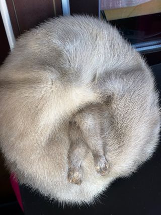 Gorro vintage de pelo